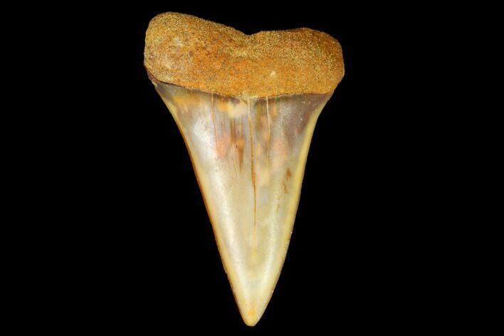 Colorful Mako/White Shark Tooth Fossil - Sharktooth Hill, CA #122710